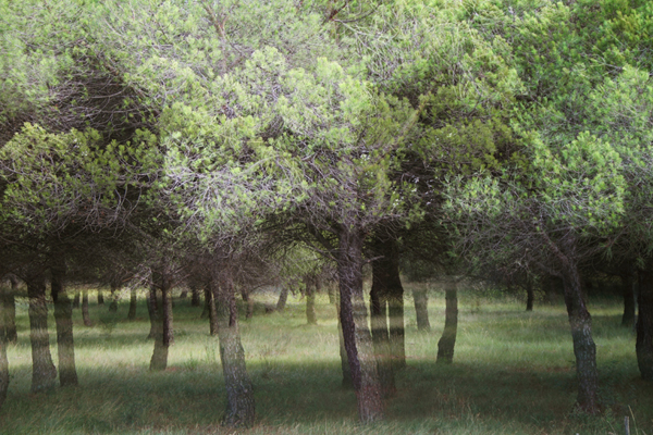 mediterranea-iv