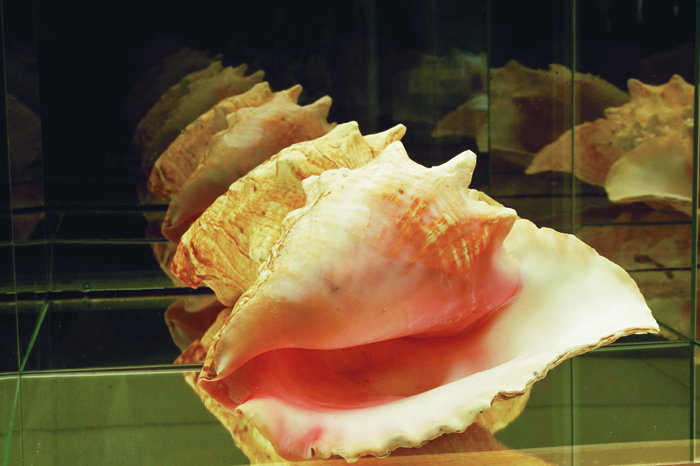 coquillage-ii