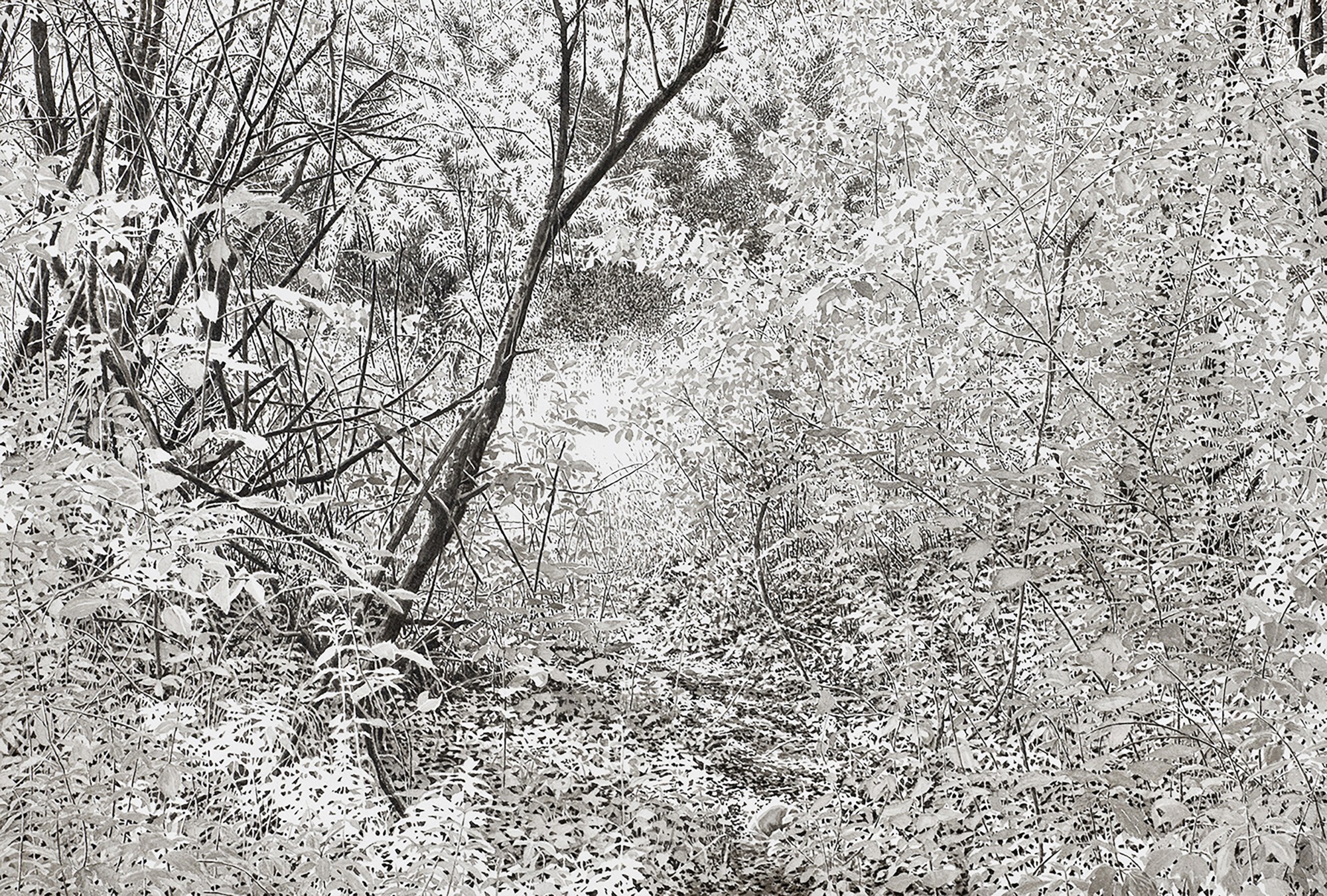 retouche_intervalle-clairiere-9.23-encre-sur-papier-44x65cm-modif-jpg72