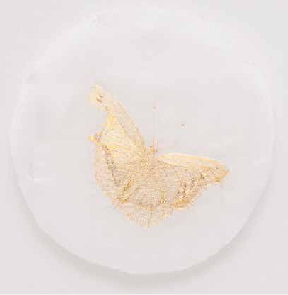 ravaged-butterfly-iii