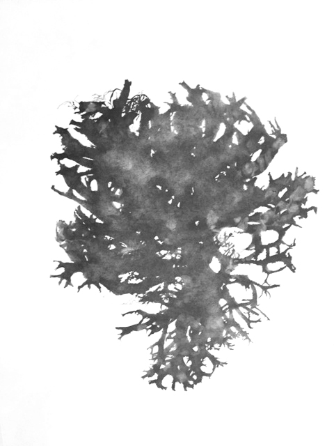 lichen_2018